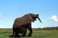 /album/botswana/botswana-2p-chobe-n-p-elefante-mentre-barrisce-jpg/